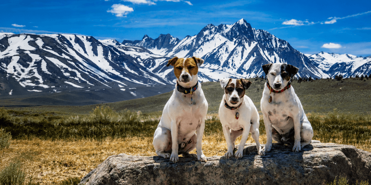 Three dogs sitting on a rock with snow-capped mountains in the background