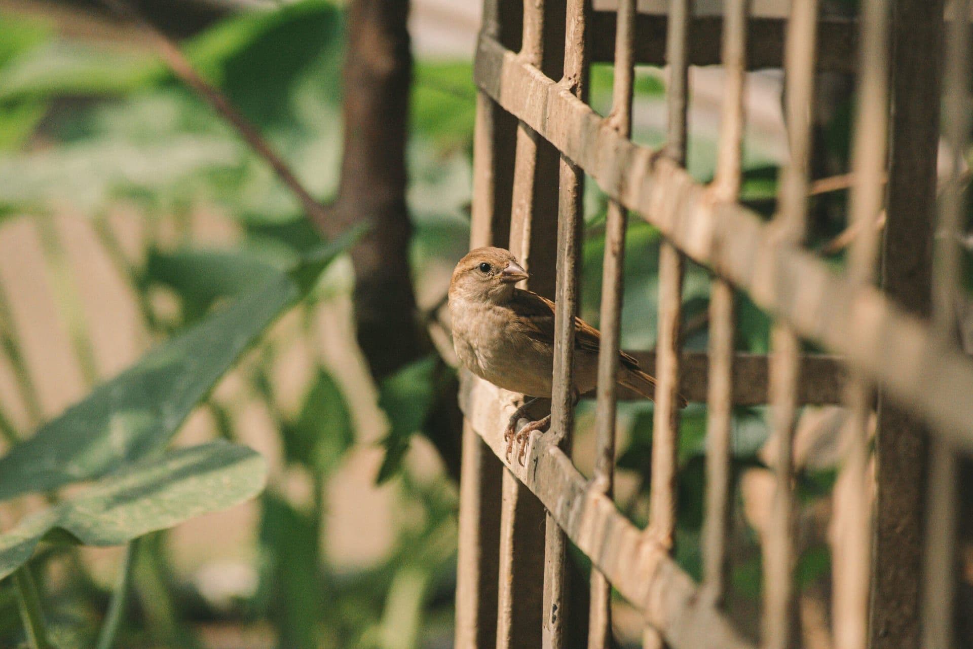 A Journey of Resilience and Identity: A Review of I Know Why the Caged Bird Sings by Maya Angelou