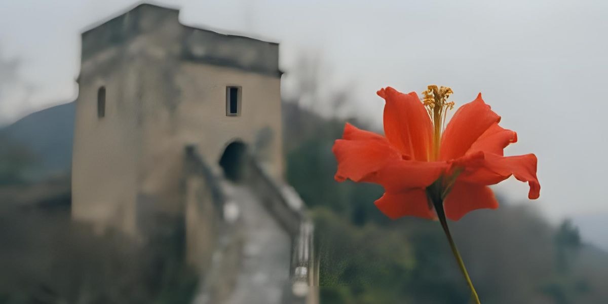 “Let Only Red Flowers Bloom” by Emily Feng: A Powerful Exploration of Resistance in China