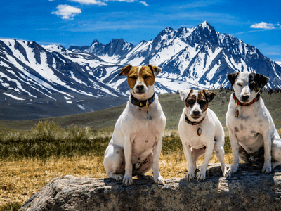 Three dogs sitting on a rock with snow-capped mountains in the background