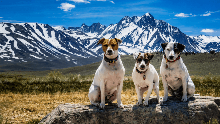 Three dogs sitting on a rock with snow-capped mountains in the background