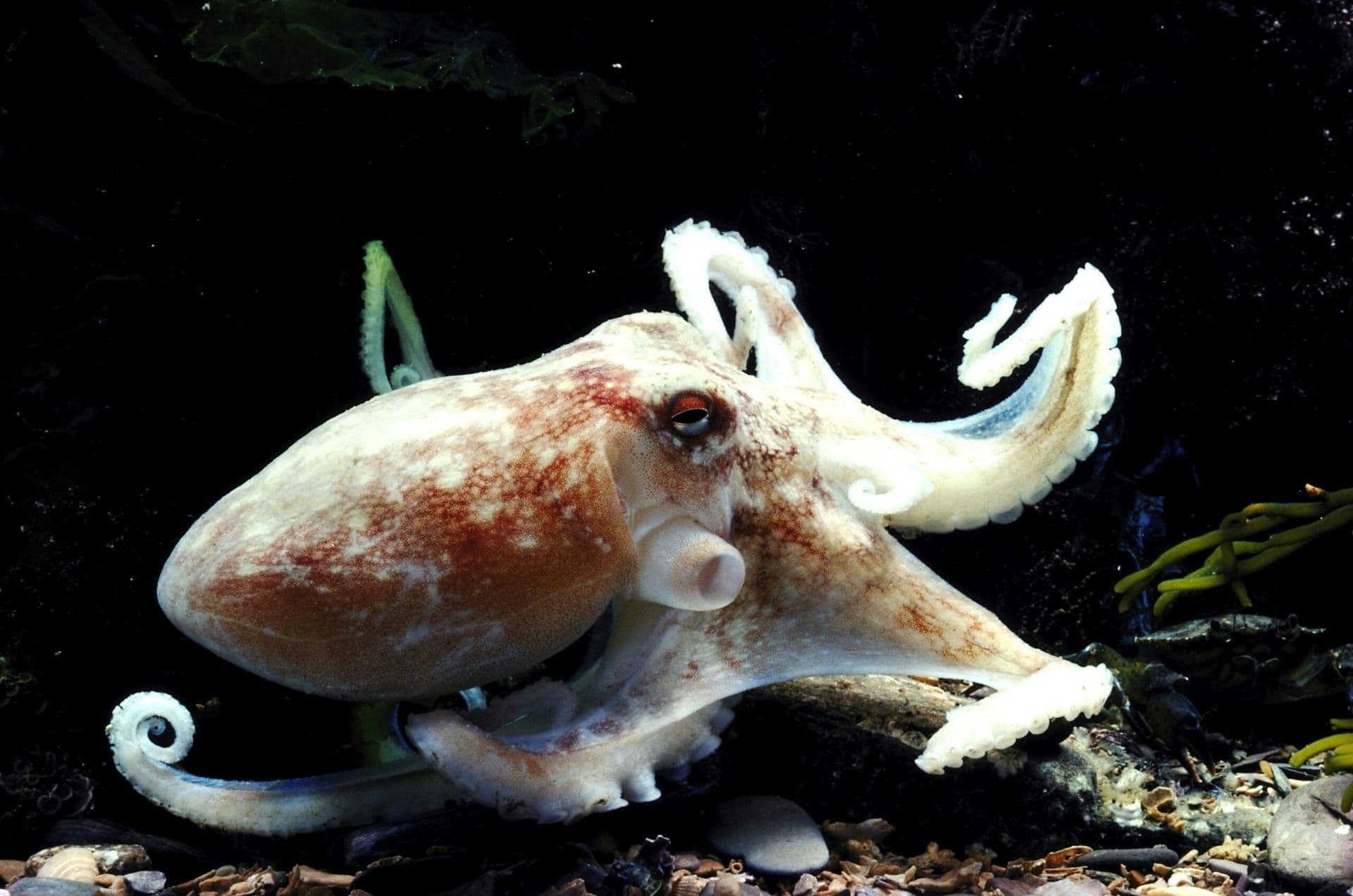 Headline: “The Life Cycle of the Common Octopus” Chosen for Jenna Bush Hager’s Book Club