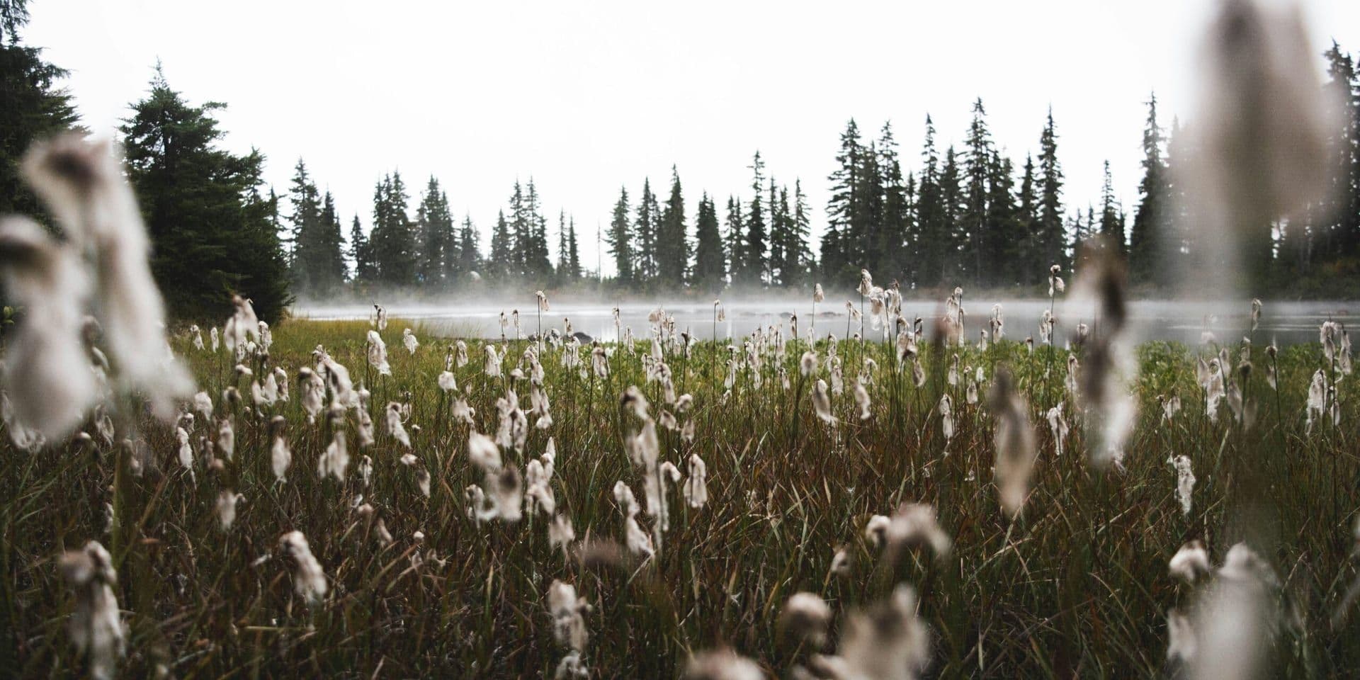 Barbara Kingsolver Reflects on Nature, Narrative, and the Threads That Bind Them