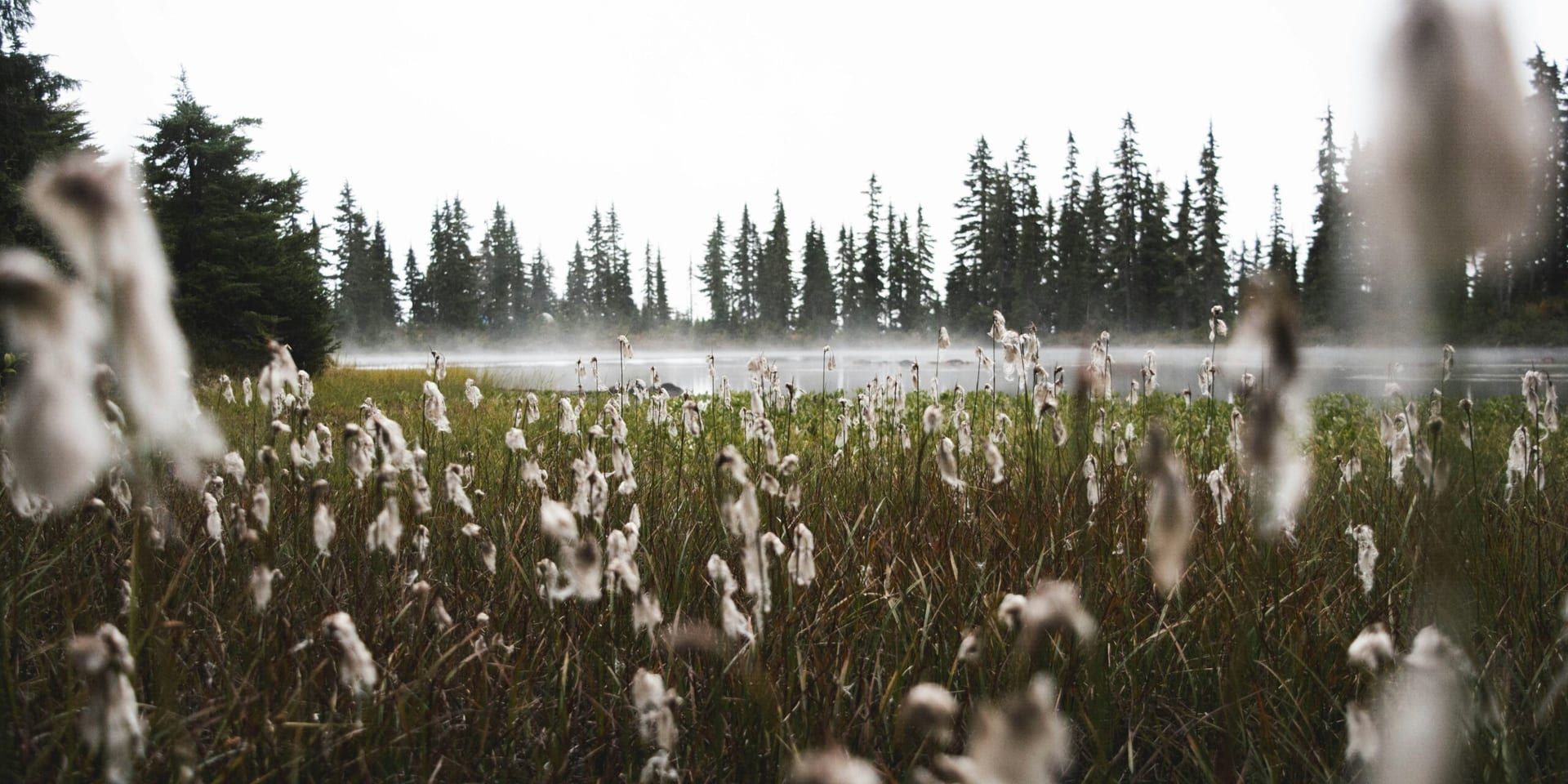 Barbara Kingsolver Reflects on Nature, Narrative, and the Threads That Bind Them