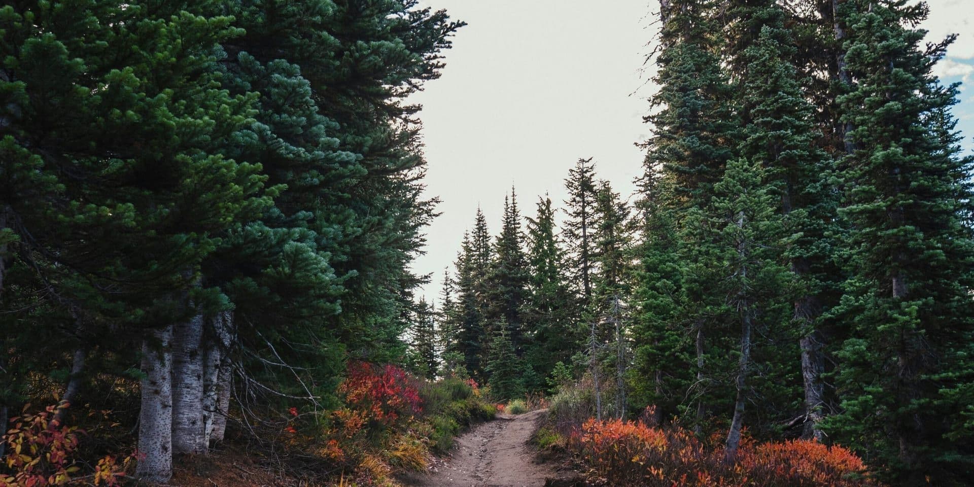 “Where the Lost Wander” by Amy Harmon: A Journey Through the Oregon Trail