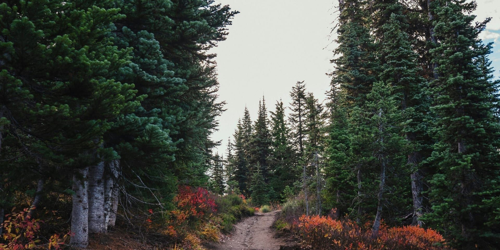 “Where the Lost Wander” by Amy Harmon: A Journey Through the Oregon Trail
