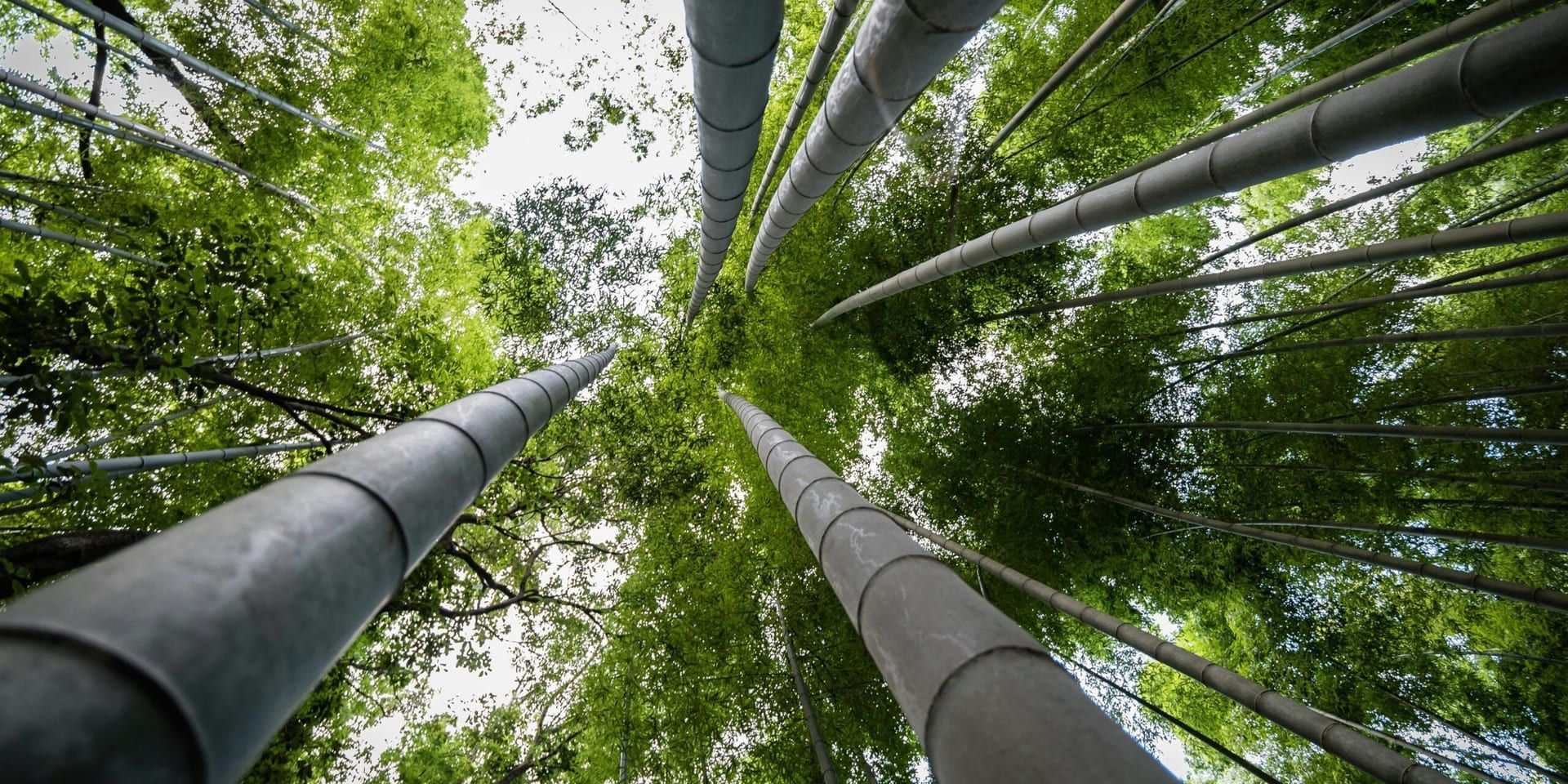 Leading U.S. Publishers Commit to Carbon Neutrality by 2030 in Landmark Sustainability Pact