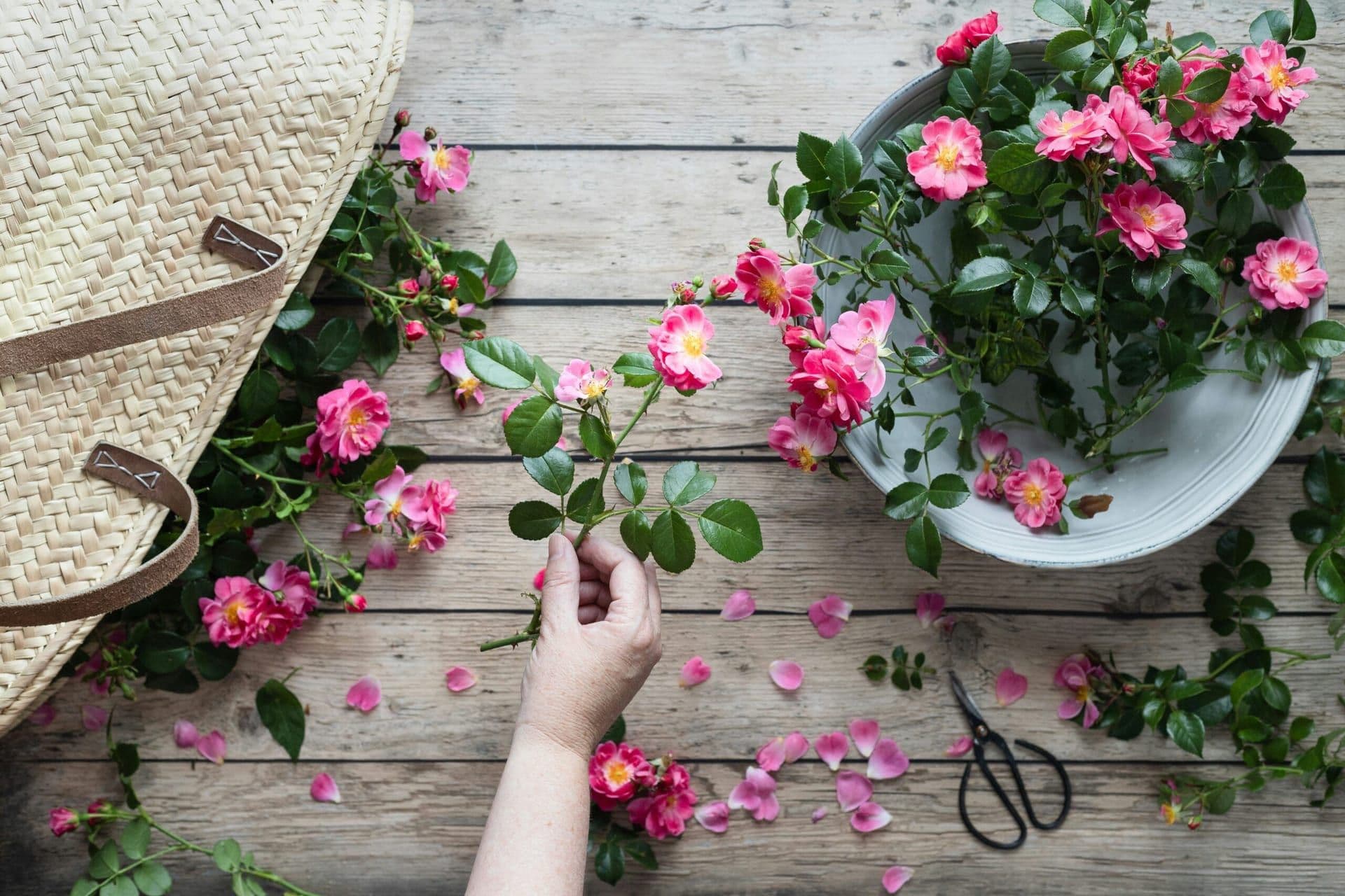 The Last Garden by Rachel Ip and Anneli Bray: A Story of Hope Amidst Conflict