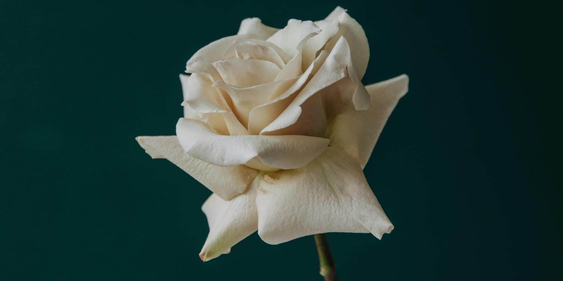 Tabitha turner 8eqnlx pc5a unsplash