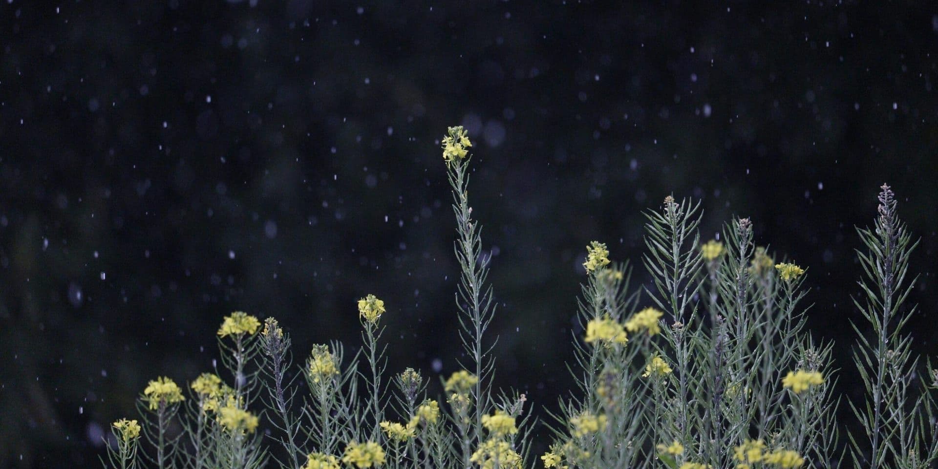 Starlight Dreams by Lily Adams – A Dystopian Tale of Hope and Resistance
