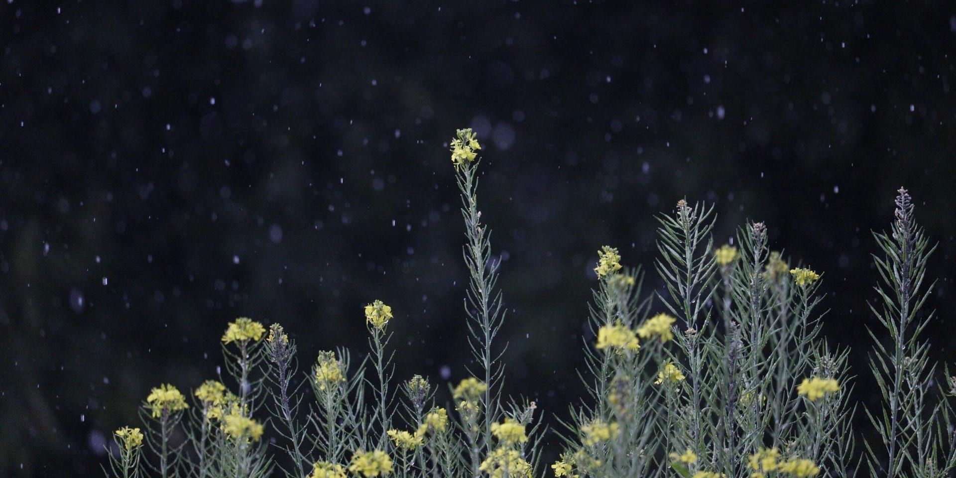 Starlight Dreams by Lily Adams – A Dystopian Tale of Hope and Resistance