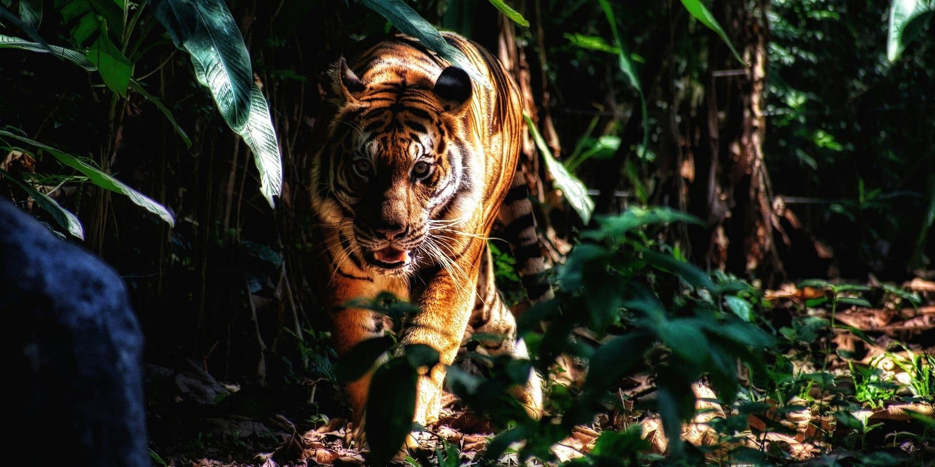 Louis Sachar’s Leap into Adult Fiction with “The Magician of Tiger Castle”
