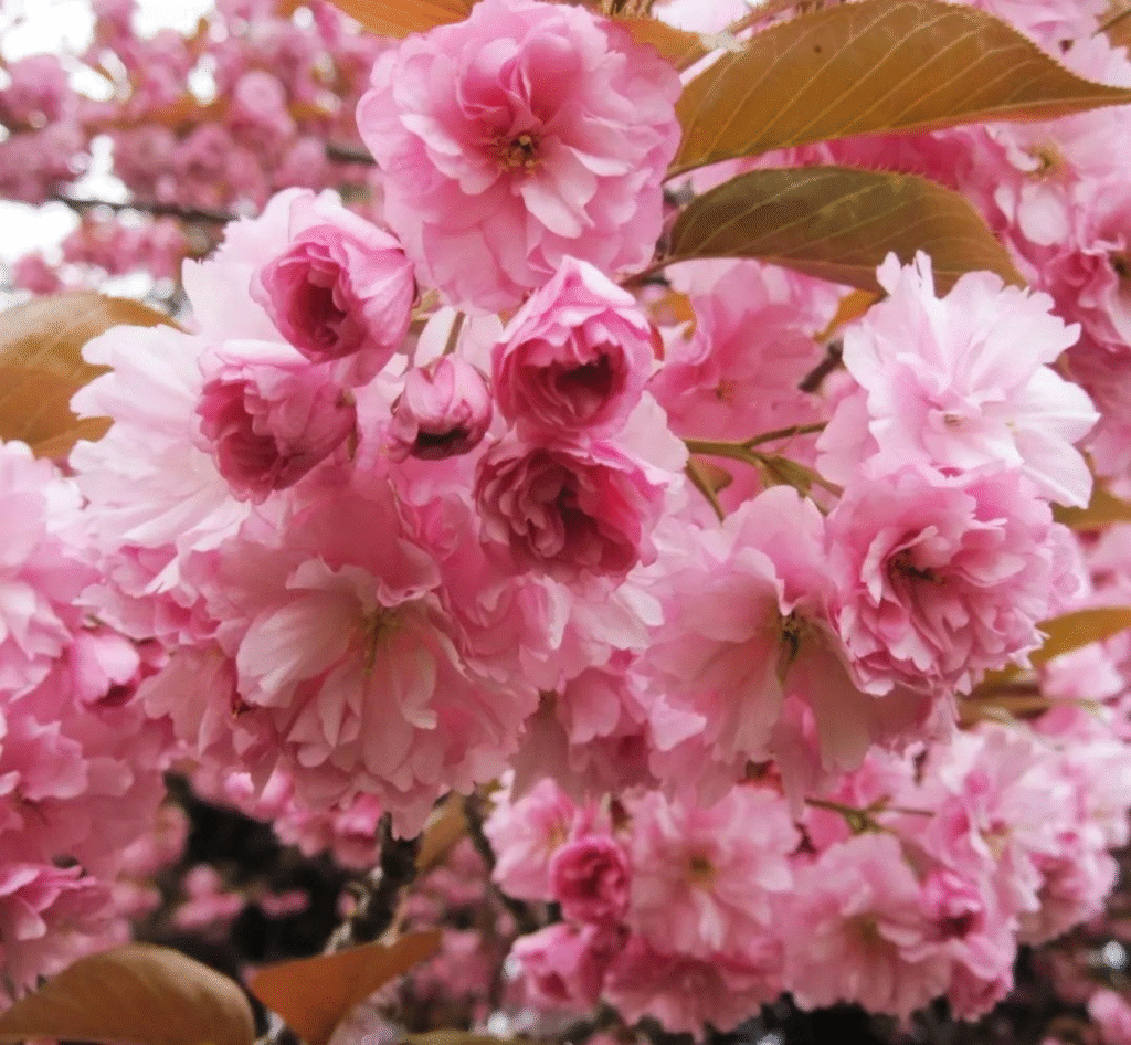Close-up of pink cherry blossoms in full bloom on a tree branch.
